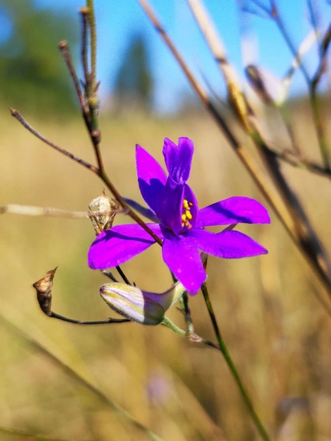 Осенние цветы, autumn flowers