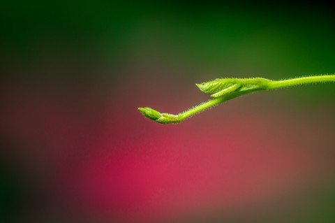 Macro