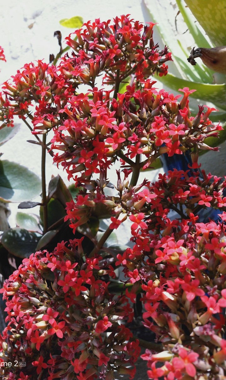 RED CHIRPS