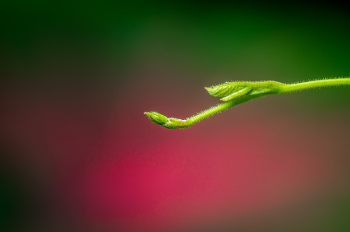 Macro