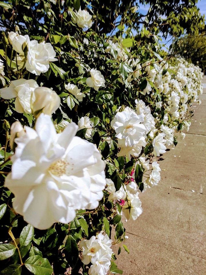 Spring in Cali