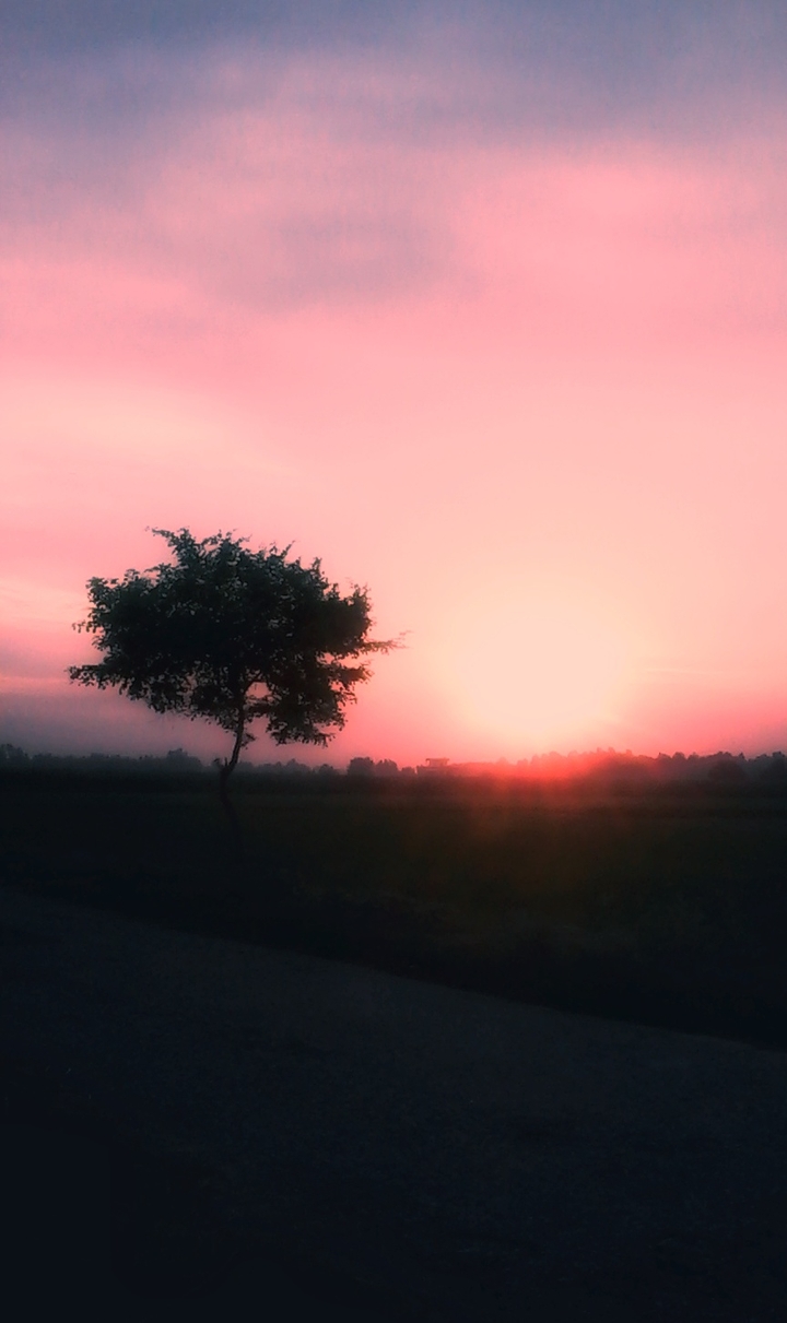 The pink sunset