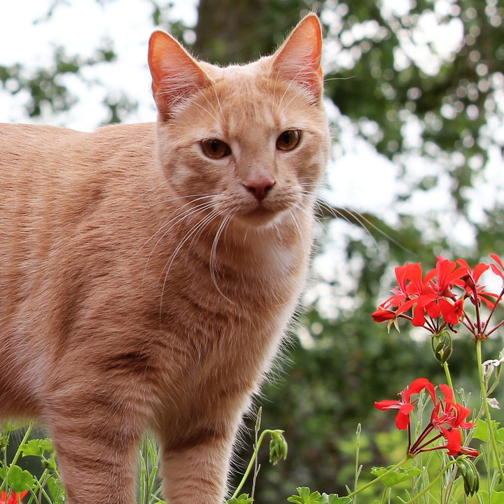 cat