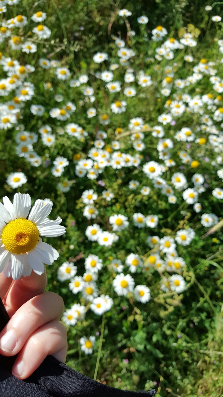 flowerrrr