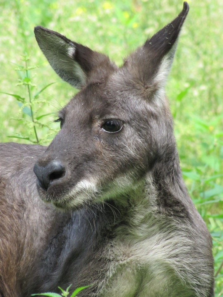 kangaroo