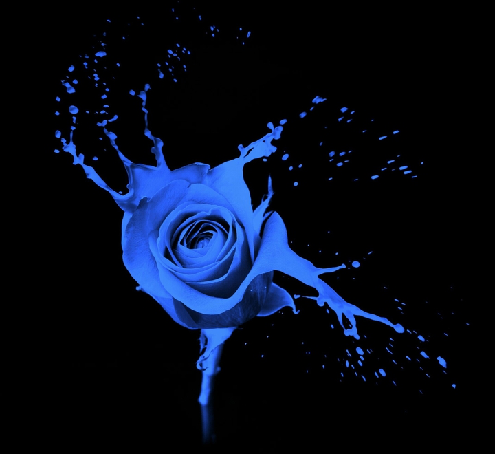 blue rose