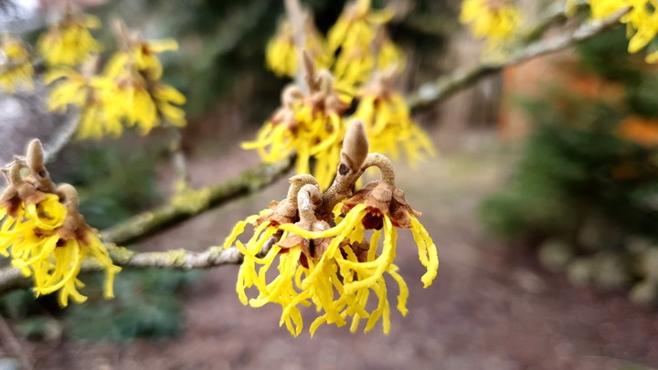 Zaubernuss (Hamamelis)