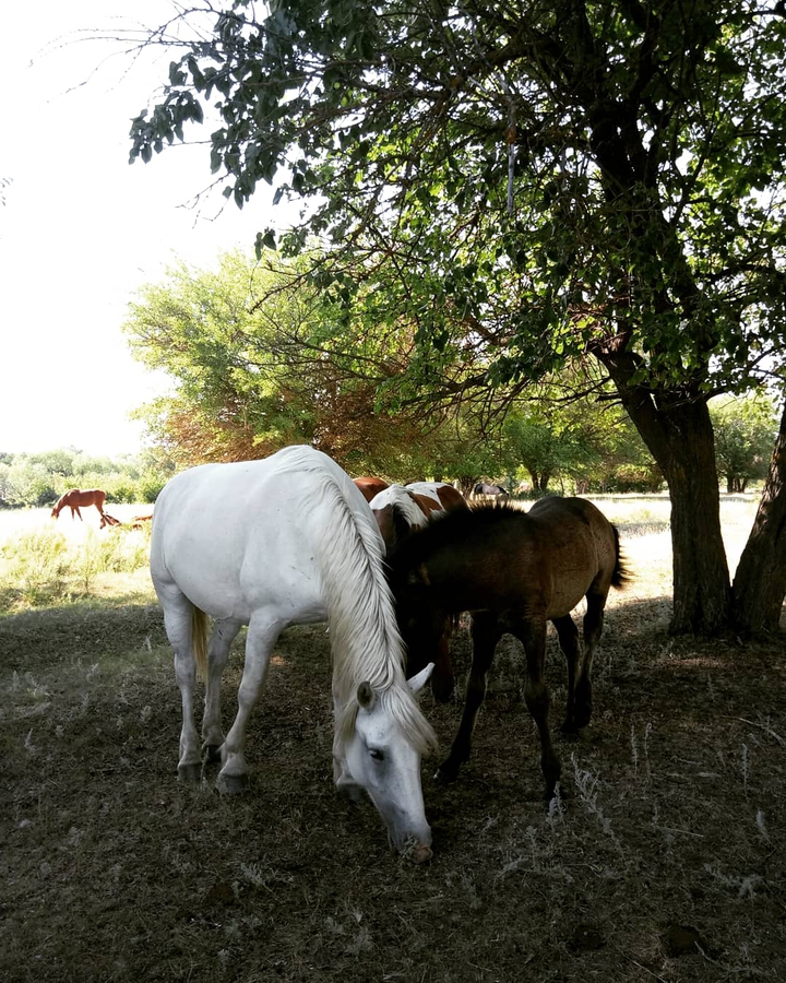 horses