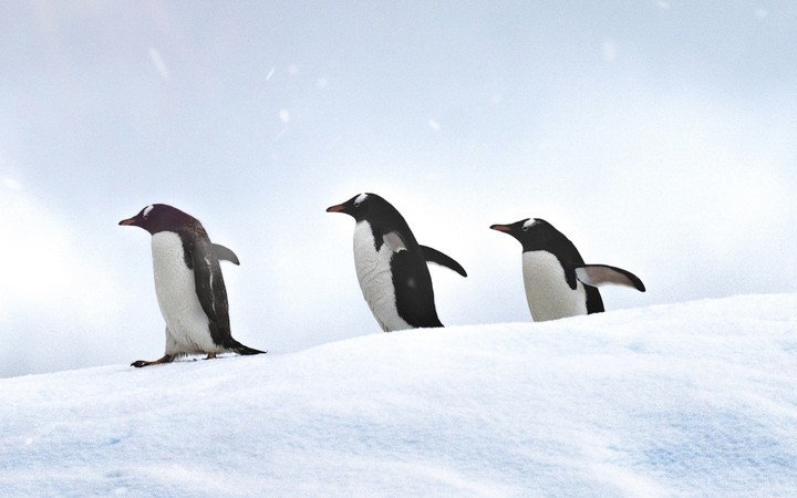 Penguins (High-class Quality)