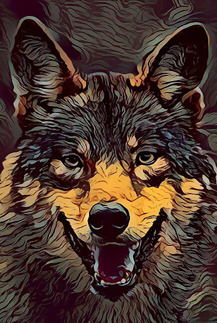 Dramatic wolf