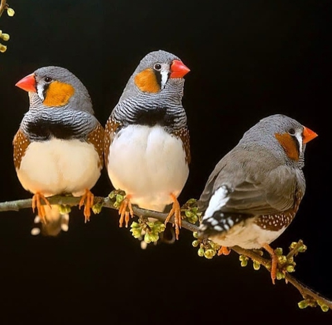 Birds