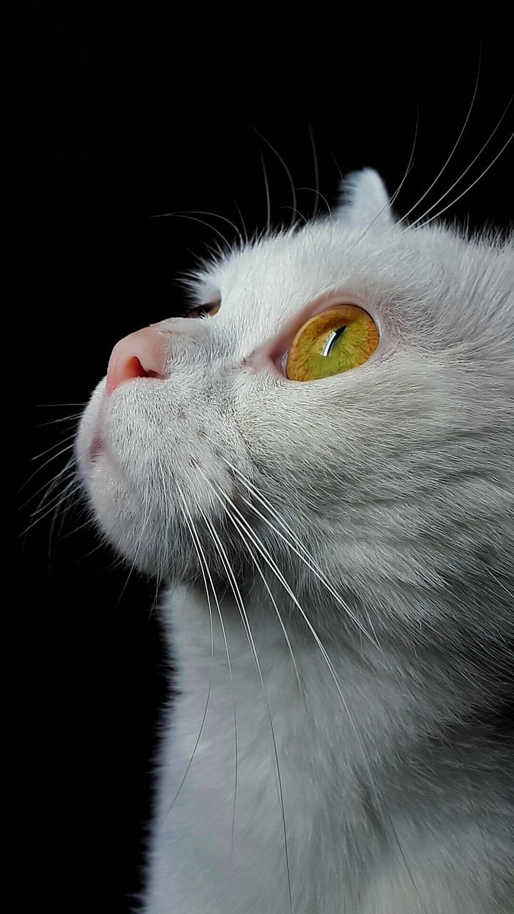 White Cat II