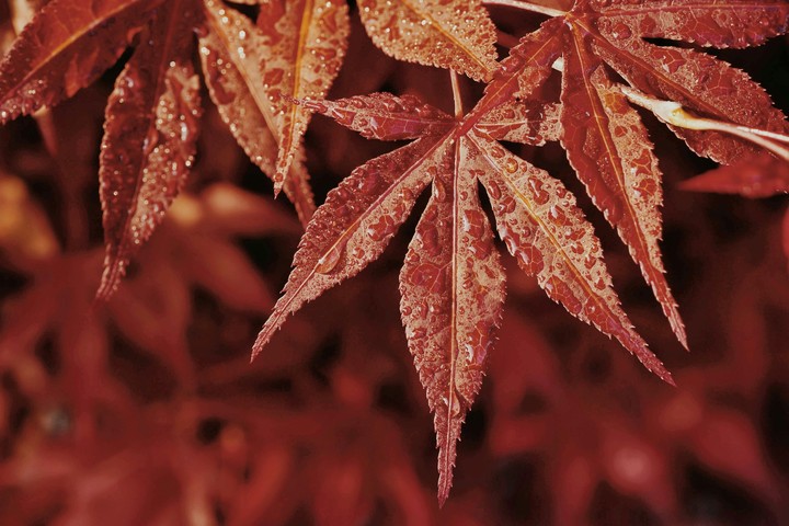 Wet Leaves
