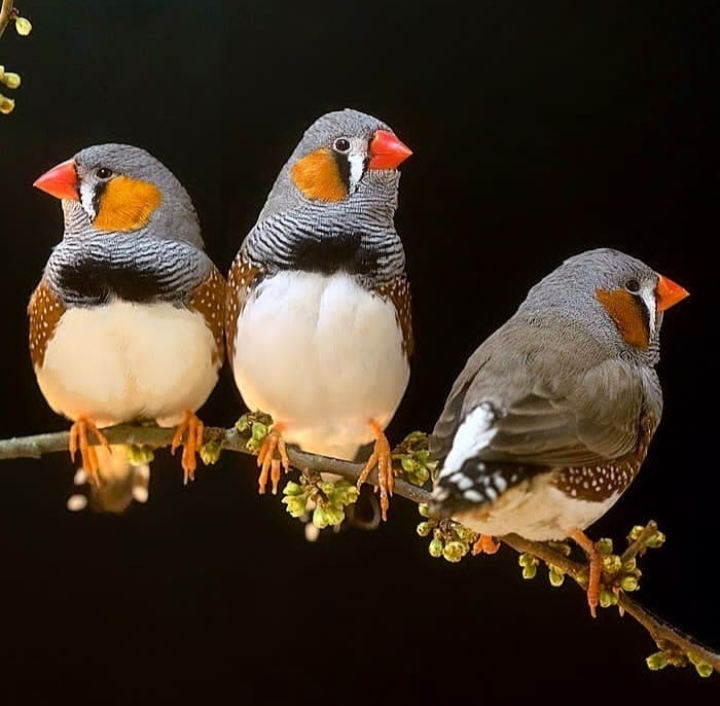 Birds
