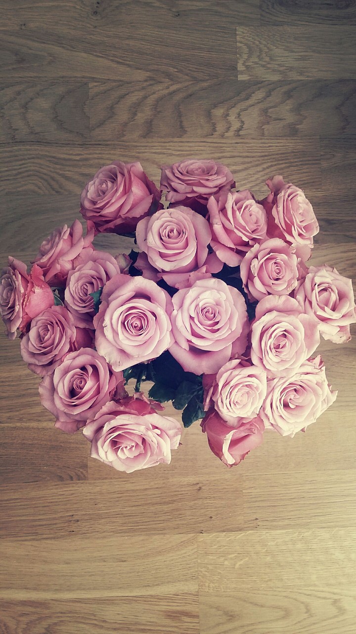 Pink roses