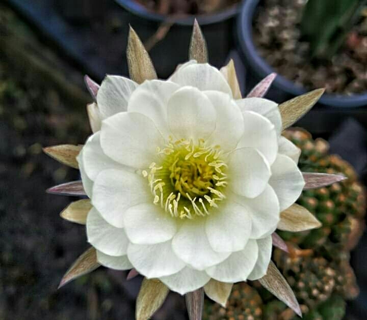 Cactus