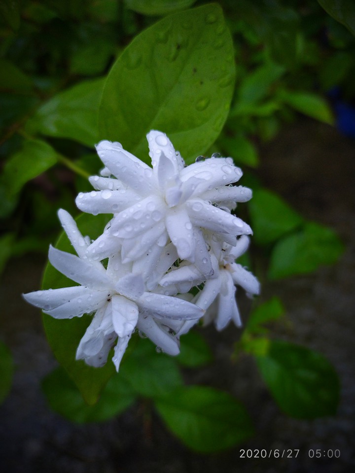 beli flower