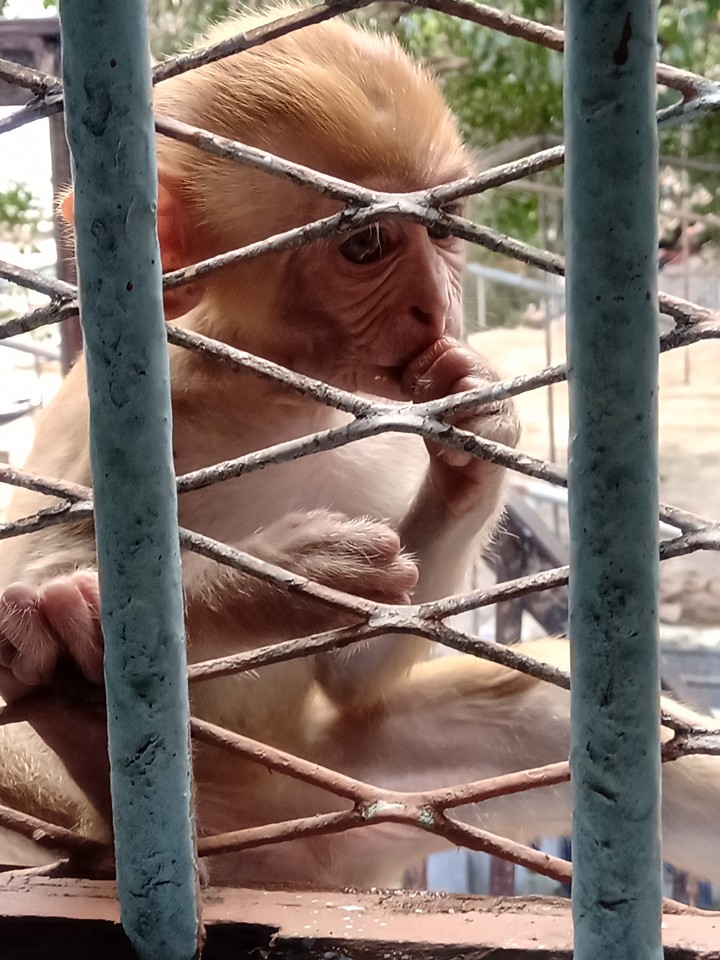 Baby Monkey