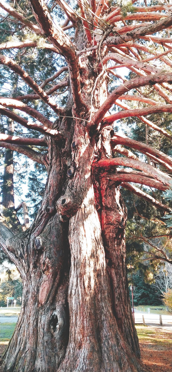 Branch out