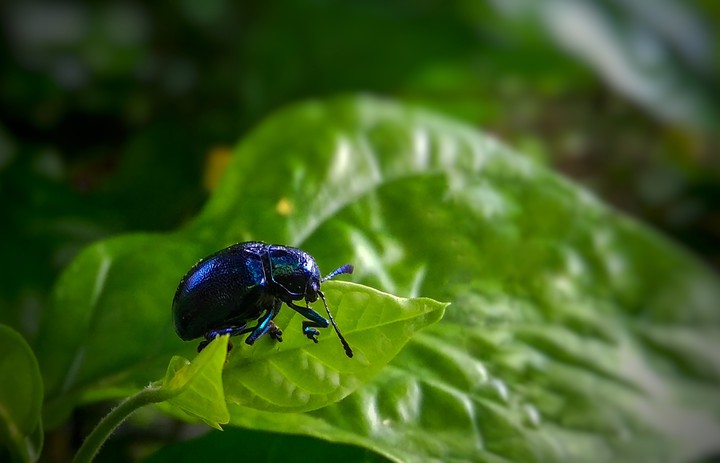 insect