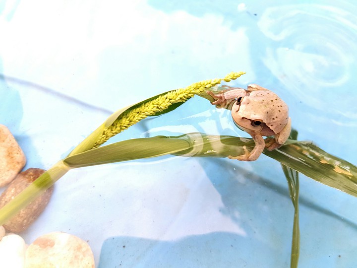 froggy