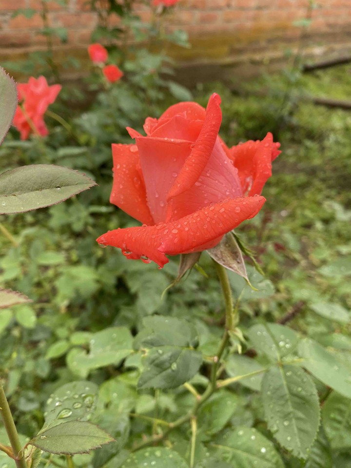 rose