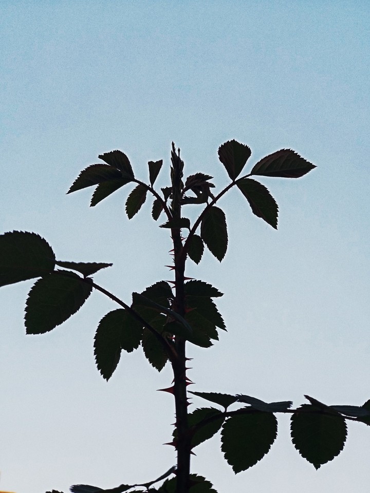 thorns