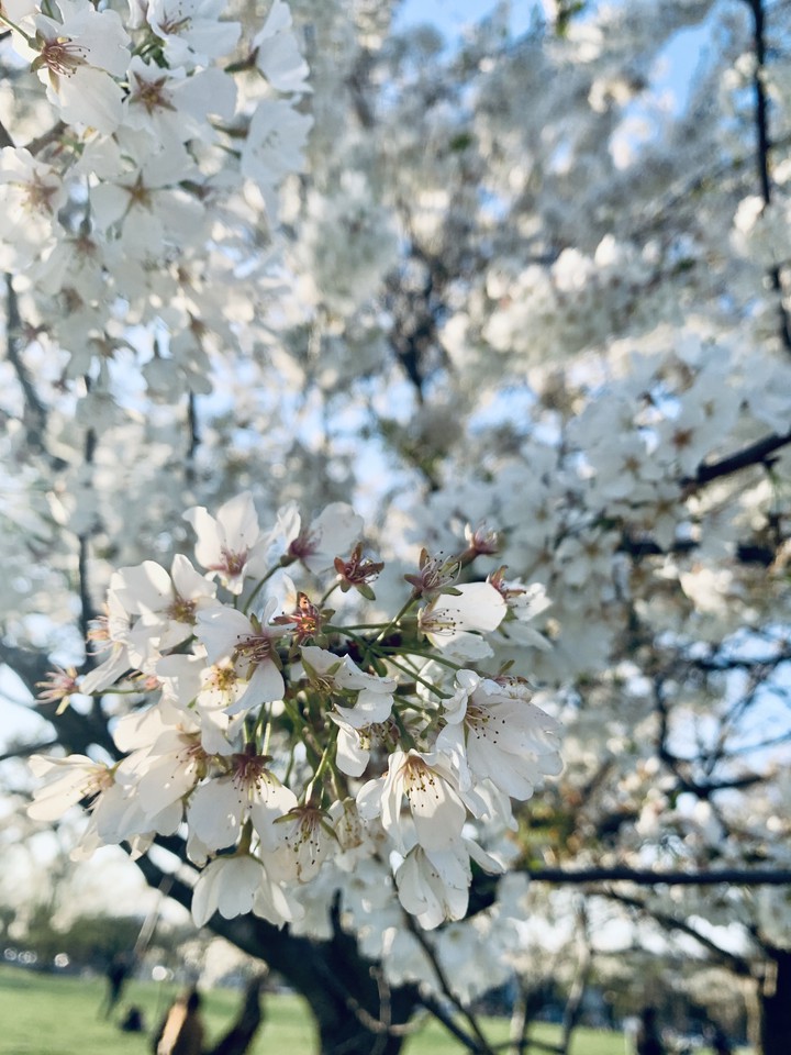 white flower