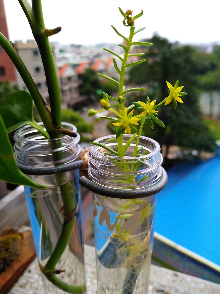 香草