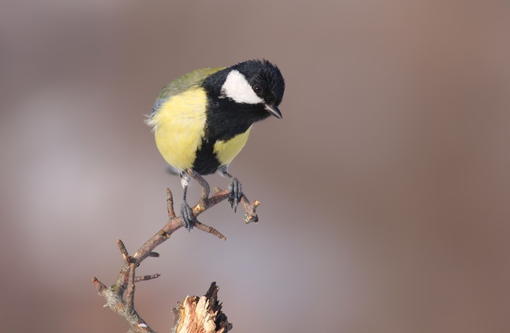 tit