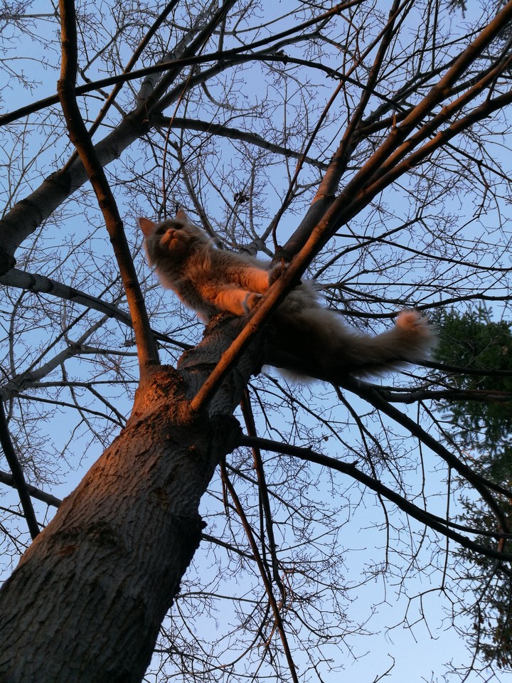 кот