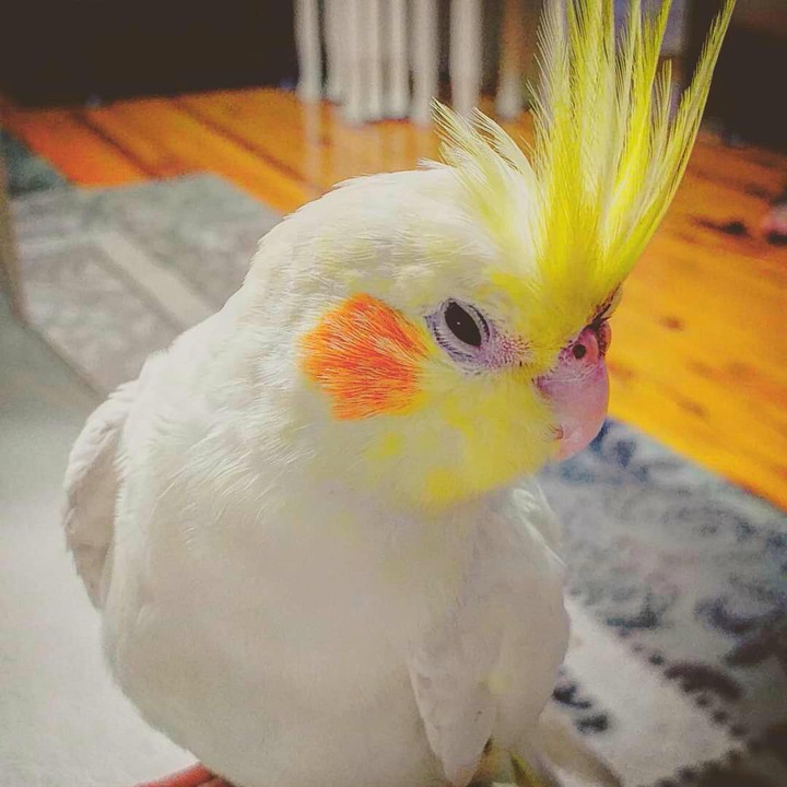 bird