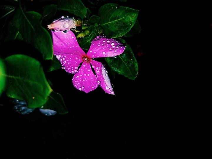 Periwinkle flowers