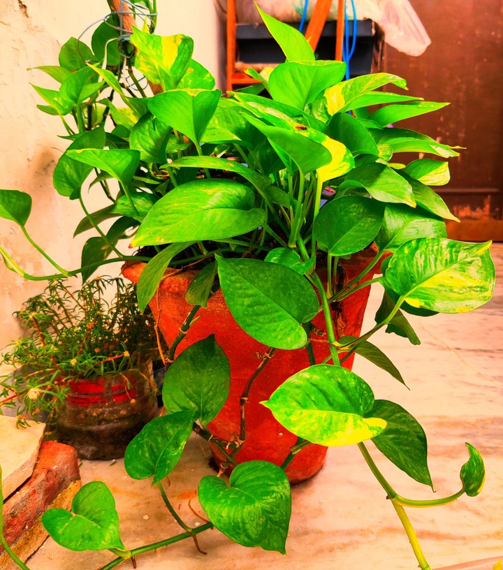 money plant