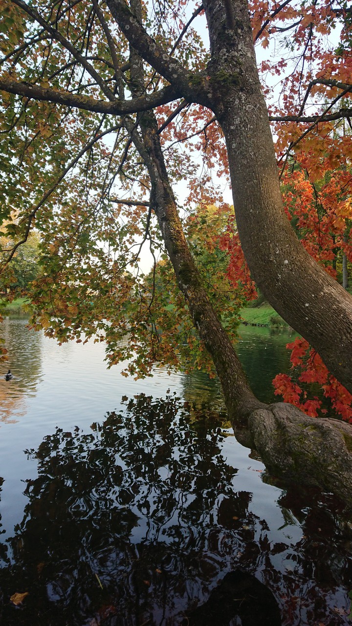 Autumn reflection in Gatchina