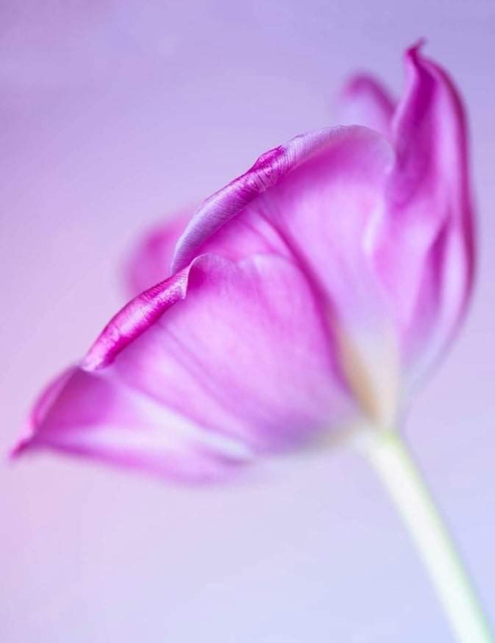 Tulip