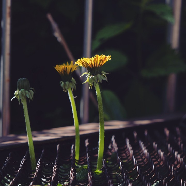 dandelion
