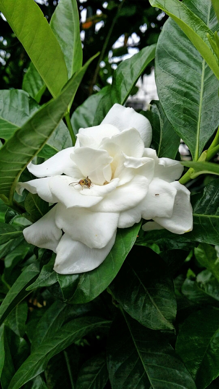 Gardenia