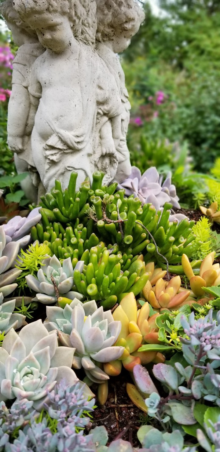 fountain and plants