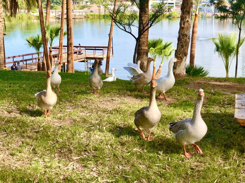 Gansos junto al lago