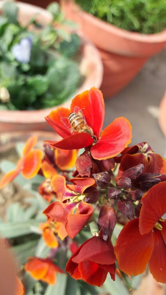 flower