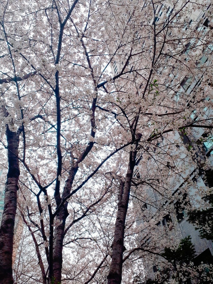 거리에 핀 벚꽃