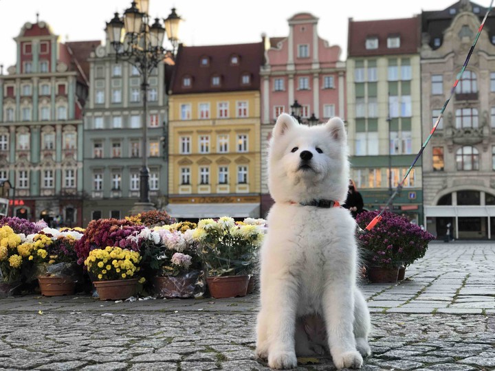 The city through the eyes of a puppy.