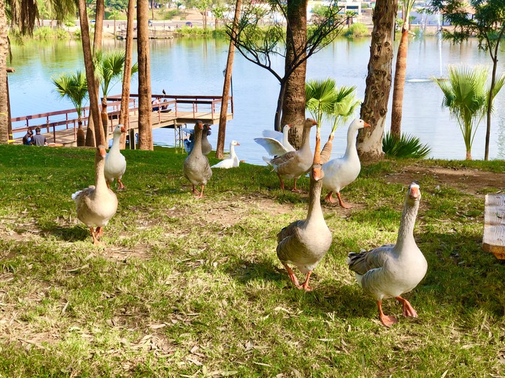 Gansos junto al lago
