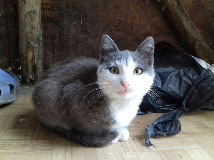 a cute cat