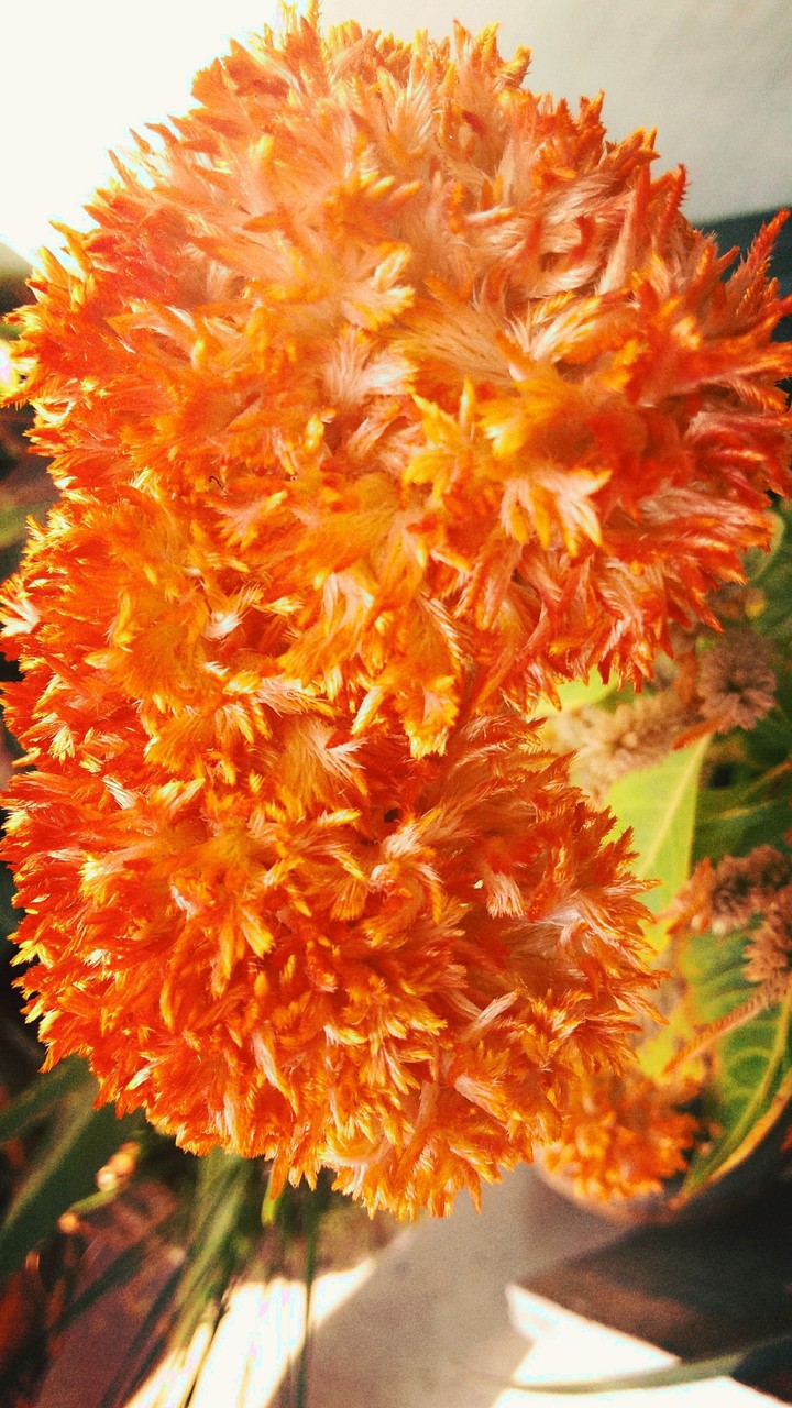 orange