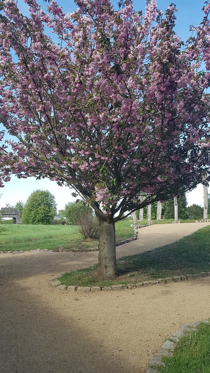 rosa tree