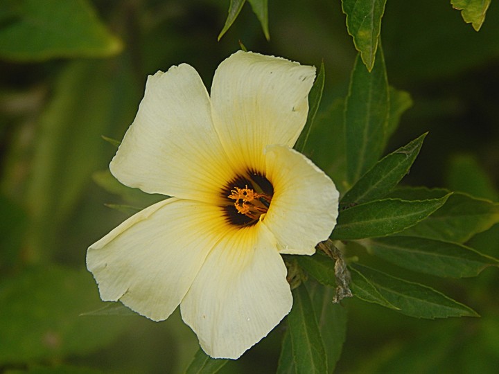 Flor