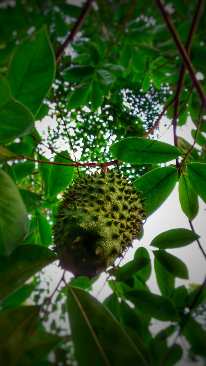 Mobile click 
Samsung E7