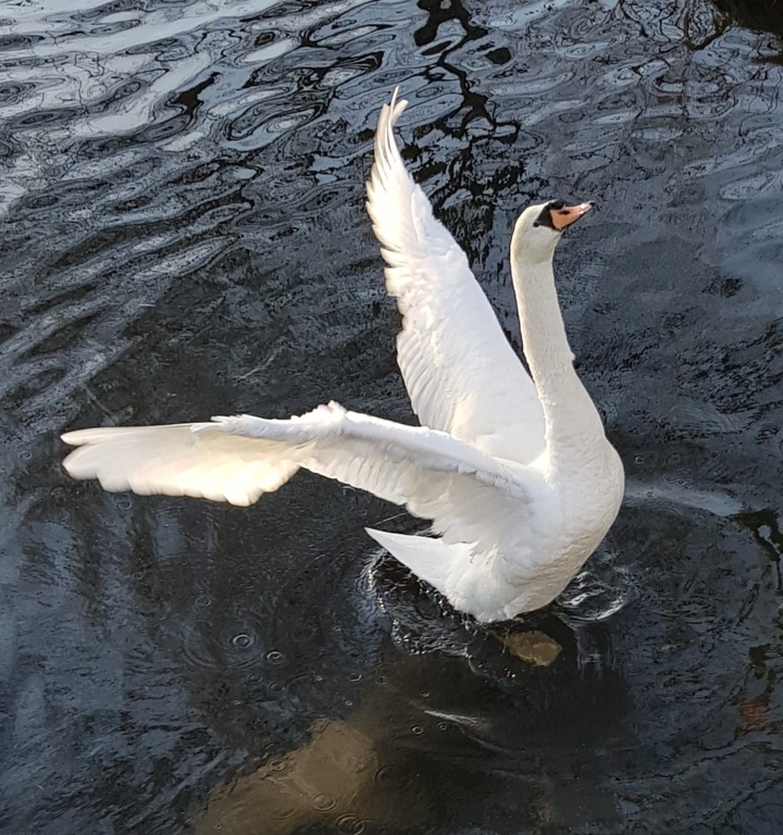 Fly to the sun